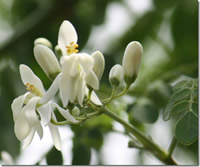 Flores de Moringa oleífera.